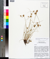 Cyperus floribundus image