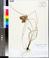 Cyperus floribundus image