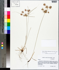 Cyperus floribundus image