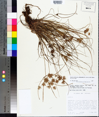 Cyperus floribundus image