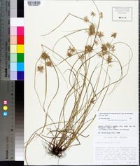 Cyperus floribundus image