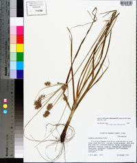 Cyperus floribundus image