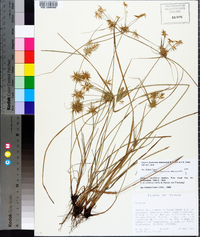 Cyperus floribundus image