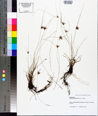 Cyperus floridanus image