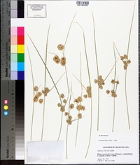 Cyperus reflexus image