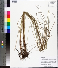 Cyperus reflexus image