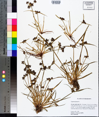 Cyperus fuscus image