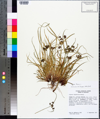 Cyperus fuscus image