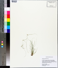 Cyperus gracilis image
