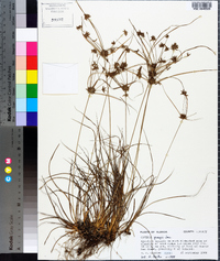 Cyperus grayi image