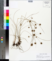 Cyperus grayi image