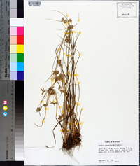 Cyperus grayoides image