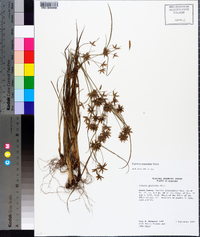 Cyperus grayoides image