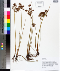 Cyperus haspan image