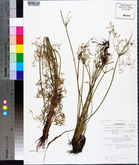 Cyperus haspan image