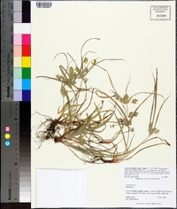 Cyperus hyalinus image