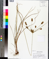 Cyperus hystricinus image