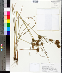 Cyperus hystricinus image