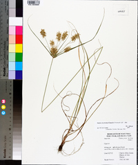 Cyperus hystricinus image