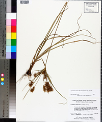 Cyperus hystricinus image