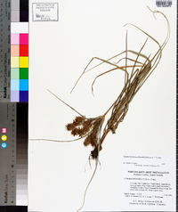 Cyperus hystricinus image