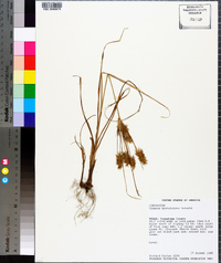 Cyperus hystricinus image