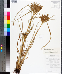 Cyperus imbricatus image