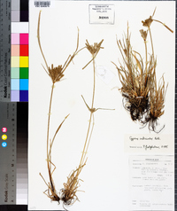 Cyperus imbricatus image