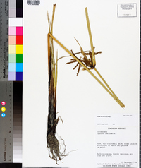 Cyperus imbricatus image