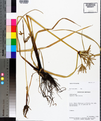 Cyperus imbricatus image