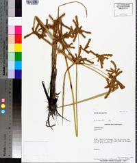 Cyperus imbricatus image