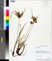 Cyperus iria image