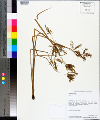 Cyperus iria image