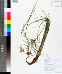 Cyperus iria image