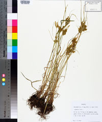 Cyperus iria image