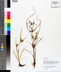 Cyperus iria image