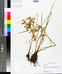 Cyperus iria image