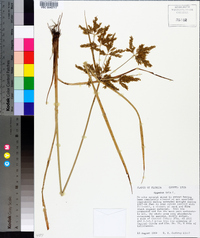 Cyperus iria image