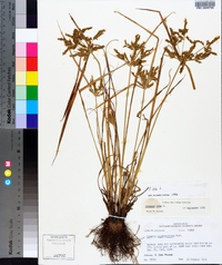 Cyperus iria image