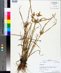 Cyperus iria image