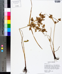 Cyperus iria image