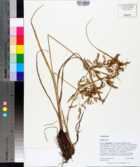 Cyperus iria image