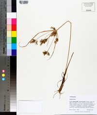Cyperus iria image