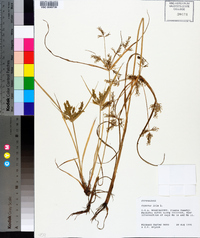 Cyperus iria image