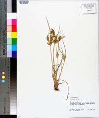 Cyperus iria image