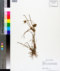 Cyperus iria image