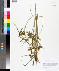 Cyperus iria image