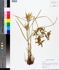 Cyperus iria image