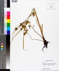 Cyperus iria image