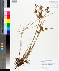 Cyperus iria image